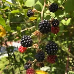 Апартаменты Ca' Poldo - Casale Dei Fiori Анкона