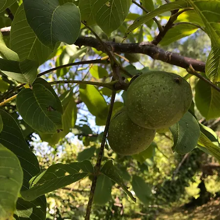 Ca' Poldo - Casale Dei Fiori Apartamento Ancona