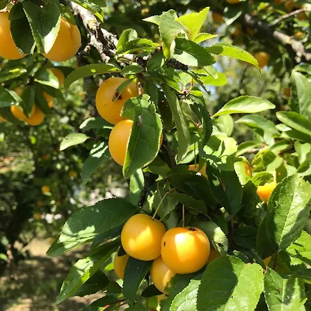 Ca' Poldo - Casale Dei Fiori Apartamento